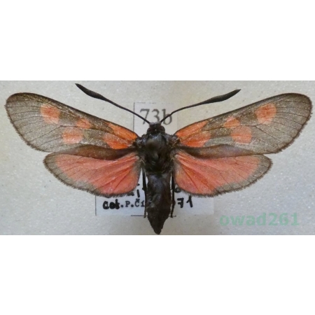 Zygaena trifolii (Esper, 1783) Kraśnik pięcioplamek Czech73b